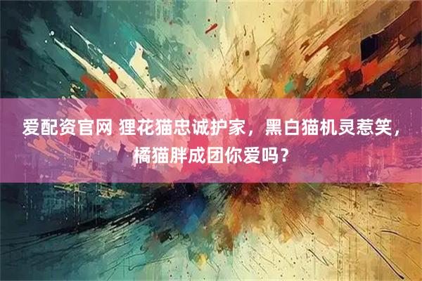 爱配资官网 狸花猫忠诚护家，黑白猫机灵惹笑，橘猫胖成团你爱吗？