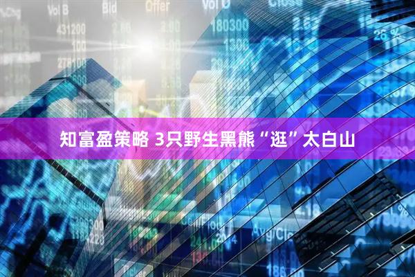 知富盈策略 3只野生黑熊“逛”太白山