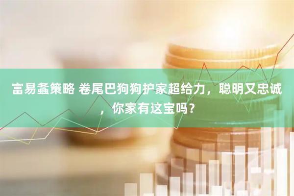 富易螽策略 卷尾巴狗狗护家超给力，聪明又忠诚，你家有这宝吗？